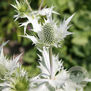 Eryngium giganteum 'Silver Ghost' GM P9