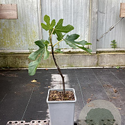 Ficus car. 'Sultane' 30-40 cm P15