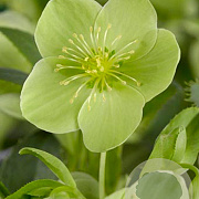 Helleborus argutifolius GM P9