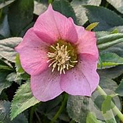 Helleborus o. 'D. Ellen Pink Sp.' GM P9
