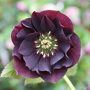 Helleborus o. 'D. Ellen Purple' GM P9