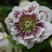 Helleborus o. 'D El. White Spotted' GM P9