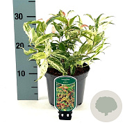 Leucothoe f. 'Rainbow' 25-30 cm 2,0L