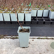 Lonicera c. 'Aurora' 30-40 cm C1.5