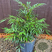 Mahonia confusa 'Nara-hiri' 20-30 cm 2,5L