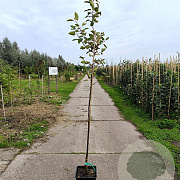 Malus d. 'Ingrid Marie' 150-175 cm 10L