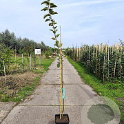 Malus d. 'Rode Boskoop' 175-200 cm 10L