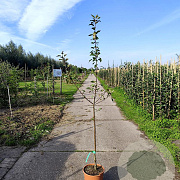 Malus d. 'Douce de l'Avant' 150-175 cm 10L