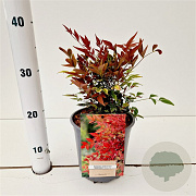 Nandina d. Obsessed 20-30 cm 2,5L