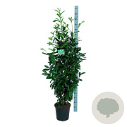Prunus l. Genolia 125-150 cm 15L