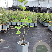 Ribes rub. Weisse Versailles 60-80 cm P15