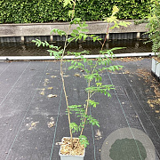 Sorbus aucuparia 60-80 cm P15