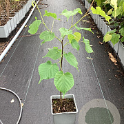 Tilia cordata 60-80 cm P15