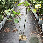 Tilia platyphyllos 60-80 cm P15