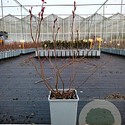 Vaccinium c. 'Reka' 20-40 cm C1.5