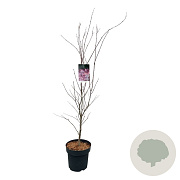 Acer pal. 'Atropurpureum' 125-150 cm 14L