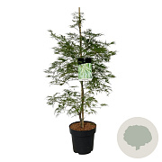 Acer pal. 'Dissectum' 125-150 cm 14L