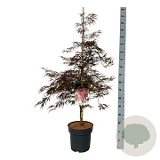 Acer pal. 'Garnet' 125-150 cm 14L