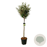 Elaeagnus ebb. 'Compacta' 120-140 cm 30L