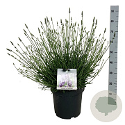 Lavandula int. Sensational! 40-50 cm 15L