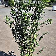 Prunus l. 'Caucasica' 150-175 cm 15L
