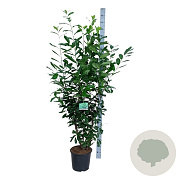 Prunus l. 'Novita' 150-175 cm 15L
