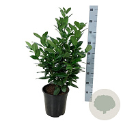 Prunus l. 'Obelisk' 50-60 cm 6L