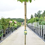 Catalpa bignonioides 'Aurea' 180 cm stam 15L 6-8