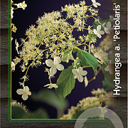 Hydrangea anomala petiolaris 125-150 cm 15L