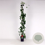 Parthenocissus quinq.engelmannii 150-175 cm 5,0L