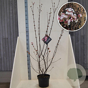 Viburnum bodn. 'Charles Lamont' 100-125 cm 10L