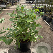 Cephalanthus occidentalis 40-50 cm 12L