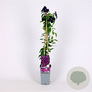 Clematis 'Etoile Violette' 70 cm 2,0L