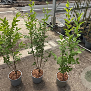 Ligustrum ovalifolium 60-80 cm 3,0L