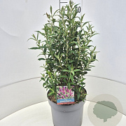 Buddleja d. Octopus Magenta 30-40 cm 10L