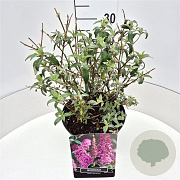 Buddleja d. 'Pink Delight' 40 cm 10L