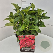 Hydrangea m. 'Sibilla' 30-40 cm 10L