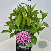 Hydrangea m. 'Ayesha' 30-40 cm 10L