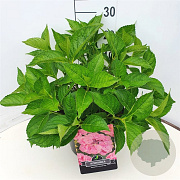 Hydrangea m. 'Mariesii Perfecta' 30-40 cm 10L