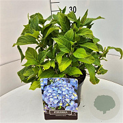 Hydrangea m. 'Nikko Blue' 30-40 cm 10L