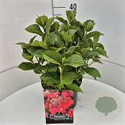 Hydrangea m. 'Rotkehlchen' 30-40 cm 10L