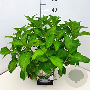 Hydrangea m. 'Soeur Thérèse' 30-40 cm 10L