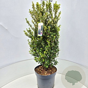 Ilex crenata 'Caroline Upright' 70-80 cm 10L