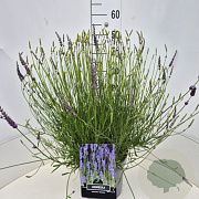 Lavandula int. Phenomenal 40-60 cm 10L