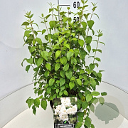 Philadelphus 'Virginal' 60-70 cm 10L