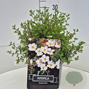 Potentilla f. 'Abbotswood' 30 cm 10L