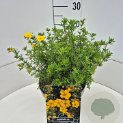 Potentilla f. 'Goldfinger' 30 cm 10L