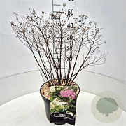 Spiraea jap. 'Genpei' 40-50 cm 10L