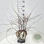 Spiraea nipp. 'Snowmound' 40-60 cm 10L