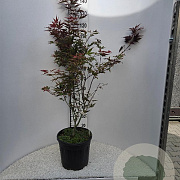 Acer pal. 'Atropurpureum' 80-100 cm 15L najaarspotting